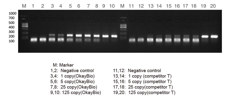 熱啟動(dòng)酶在低拷貝模板放大中的作用 熱啟動(dòng)酶在低拷貝模板放大中的作用