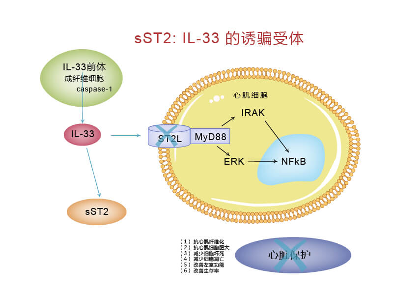 ST2L/IL-33信號(hào)通路與sST2的關(guān)系 ST2L/IL-33信號(hào)通路與sST2的關(guān)系