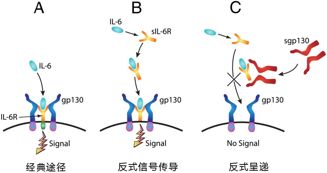 IL-6信號(hào)傳導(dǎo)的三種通路