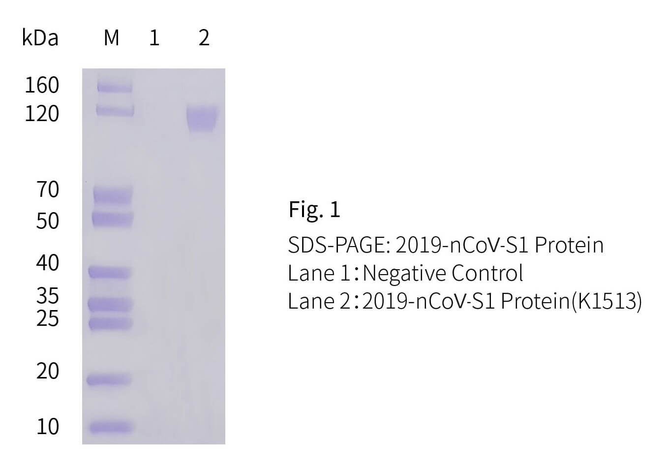 新型冠狀病毒抗原