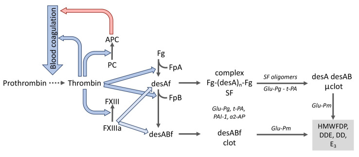 凝血激活、纖溶及蛋白C系統(tǒng)中的分子相互作用
