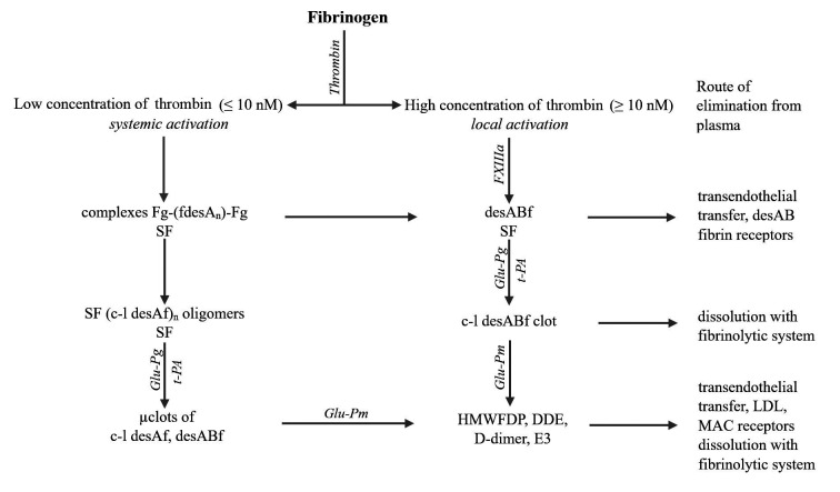 SF、凝塊和聚合纖維片段的形成、溶解及去除方式